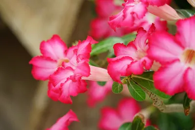 鮮やかなピンクの花が咲き誇る