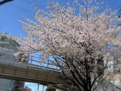 桜_春_東京_都会