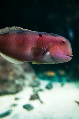 神秘的な海の美しい魚