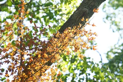秋空に映える紅葉の枝