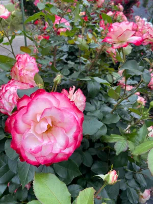 綺麗な白ピンクの薔薇