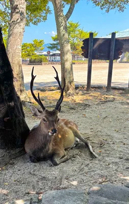 公園の木陰で休む優雅なシカ