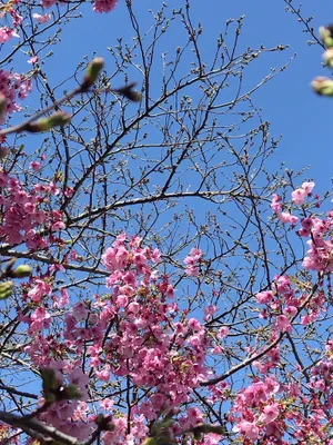 桜の芽吹き