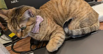 パソコン上でくつろぐ猫