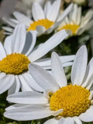 白い花道
