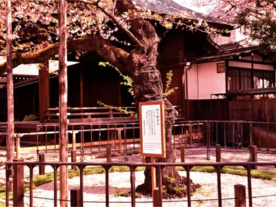 桜の標本木