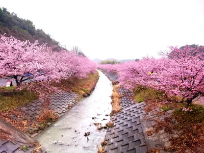 川の両岸に咲くサクラ