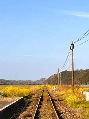 線路と菜の花