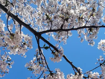 桜