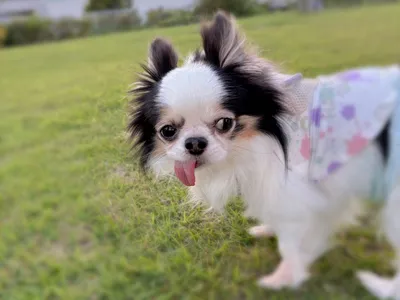 犬_チワワ_トライカラー