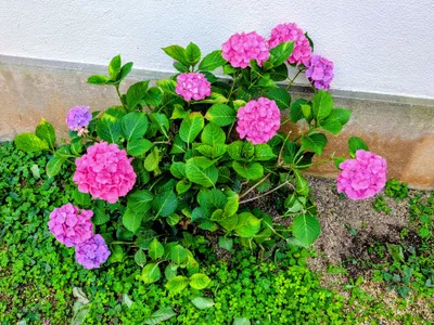 紫陽花01