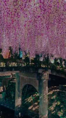 幻想的な藤の花が彩る春の庭