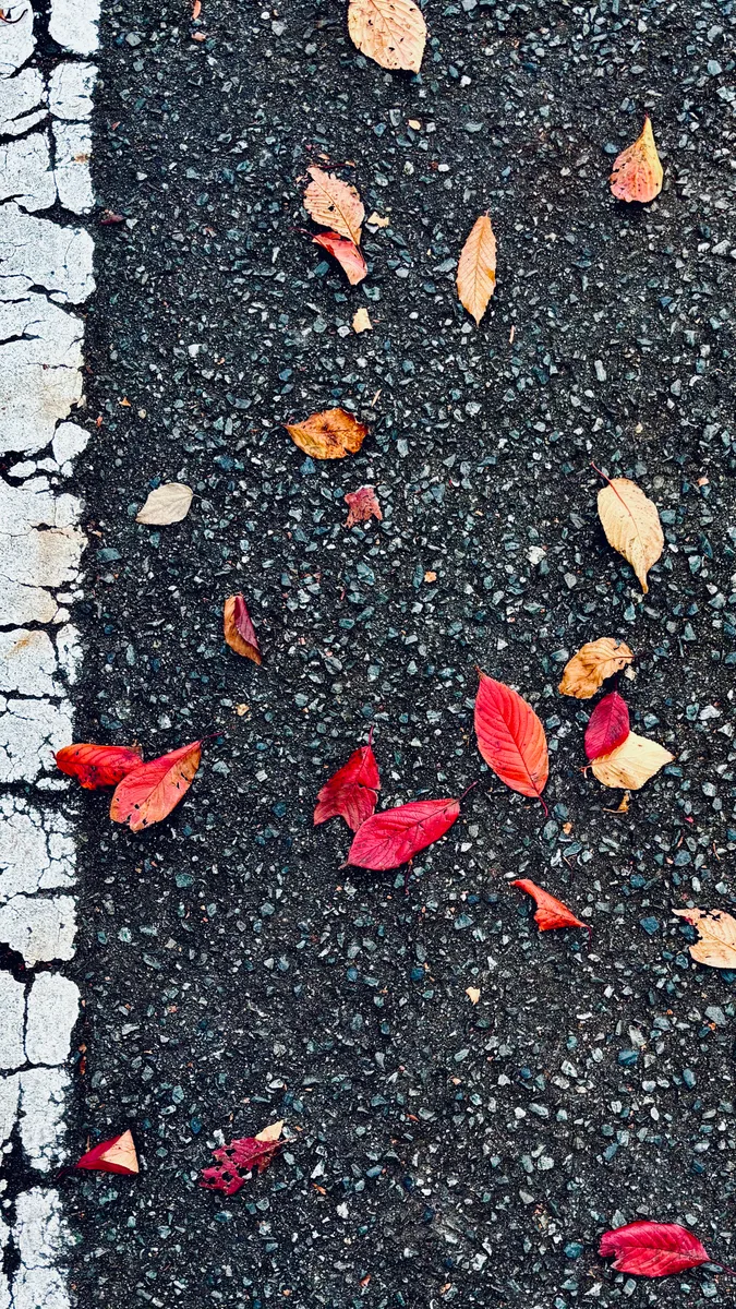 路上の秋