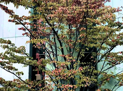 ビルと木