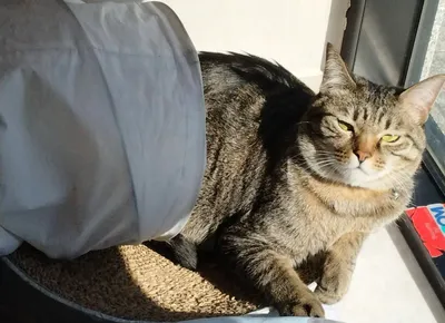 日差しを浴びる猫のリラックスタイム