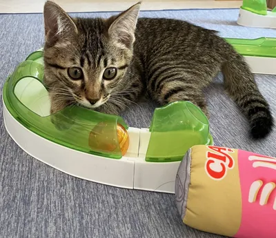 遊ぶ子猫のワクワクスリル