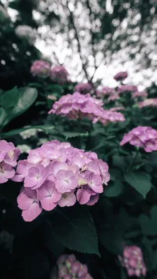 満開の紫陽花で彩る初夏の日