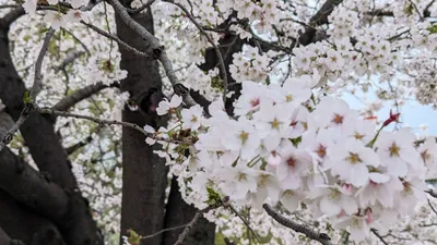 桜の木