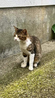 路地裏の猫