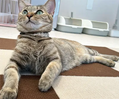 リラックスする猫の悠々自適ライフ