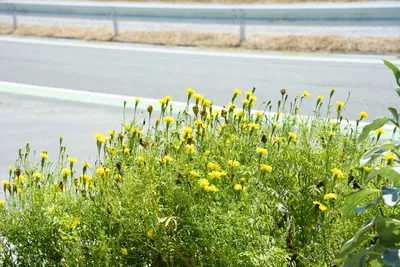 道路沿いに咲く黄色いタンポポ