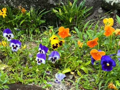 綺麗なパンジーの花達