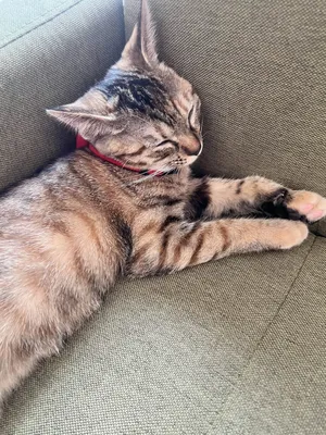 ソファでリラックスする眠り猫
