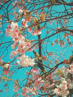 満開の桜と青空のコントラスト