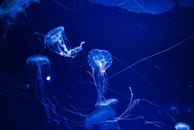 青の神秘、幻想的なクラゲたち