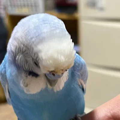 インコちゃん