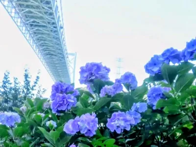 関門橋と紫陽花01
