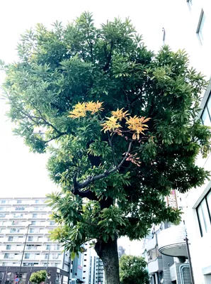 緑と黄