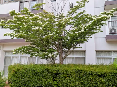白い花01