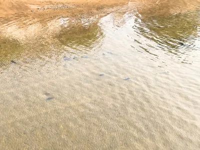 綺麗な川とお魚さん