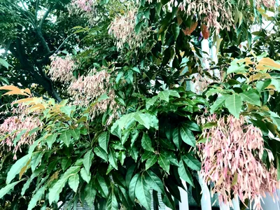 昭和町