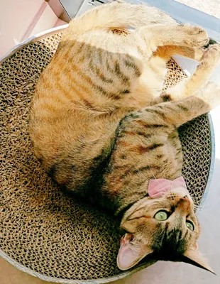 くつろぐ猫の午後