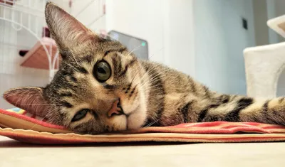 くつろぐ猫の至福のひととき