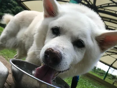 保護犬.雑種.水飲み