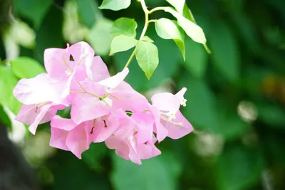 優雅に咲くピンクの花