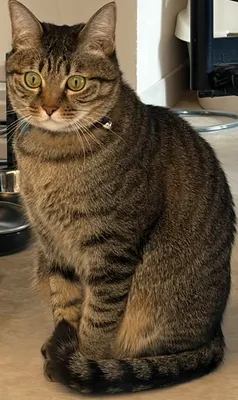 好奇心いっぱいのキジトラ猫
