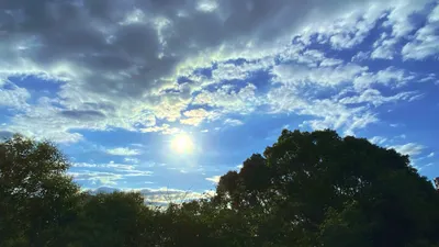 木々の上に広がる空と太陽