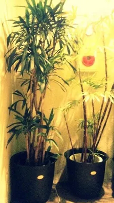 観葉植物