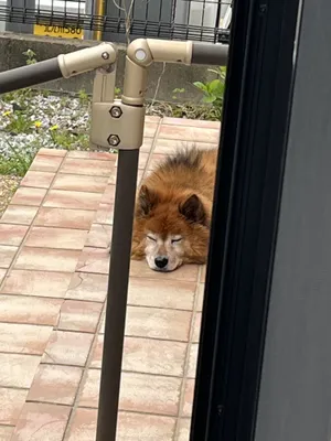 お外で一寝入り