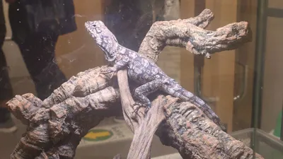 木の上でくつろぐトカゲ