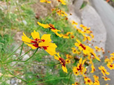 花.黄.夏