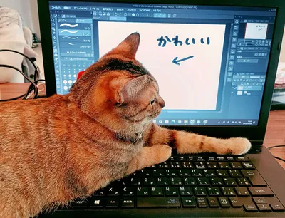 ノートパソコンとくつろぐ猫