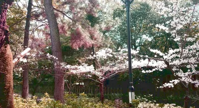 八坂神社裏