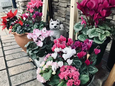 いぬと花