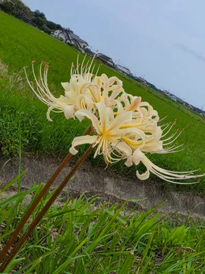 綺麗な白色の彼岸花