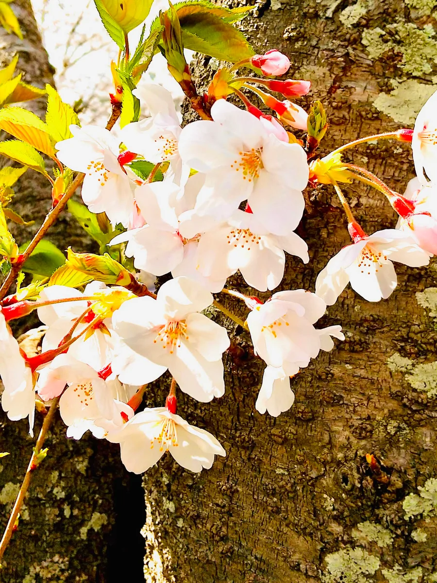 桜